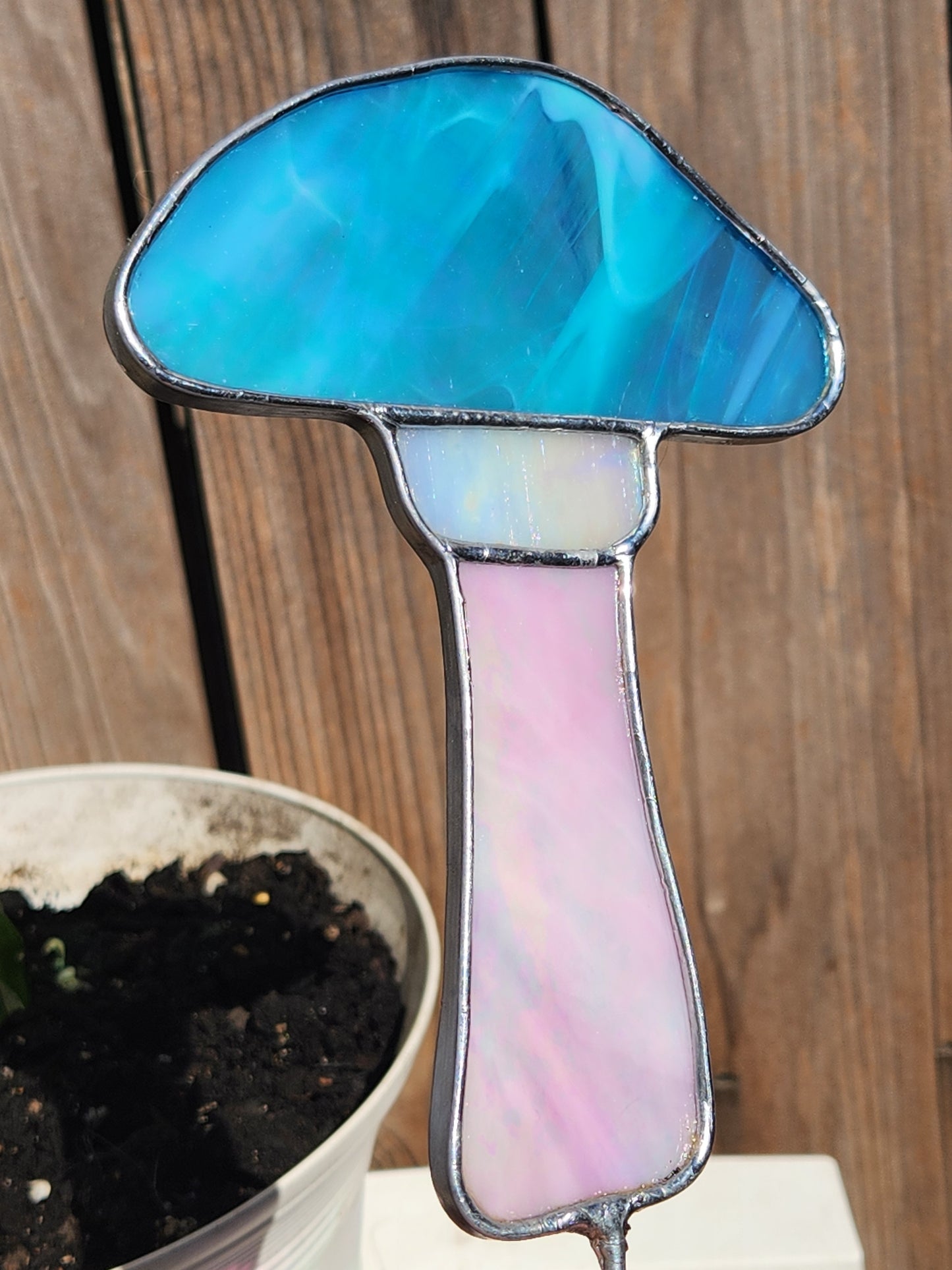 Pink, White and Blue Iridescent Mushrooms